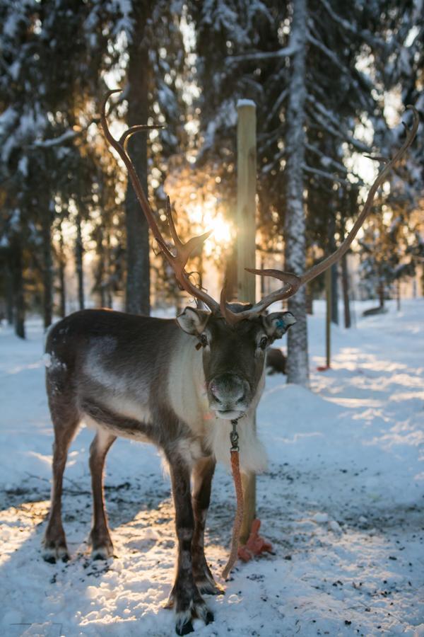Yllaes Lake Hotel Ylläsjärvi Zewnętrze zdjęcie